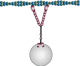 myosin V vesicular transport