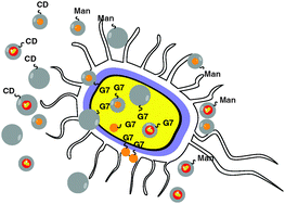 Graphical abstract: Maltoheptaose promotes nanoparticle internalization by Escherichia coli