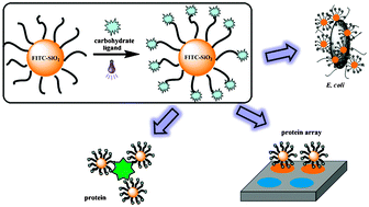 Graphical abstract: Dye-doped silica nanoparticles as efficient labels for glycans