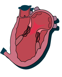 heart beat animation