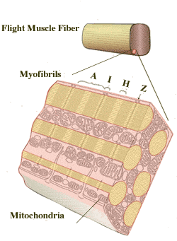 Moore Lab IFM figure