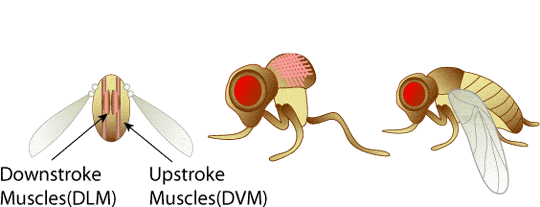 Moore Lab wing movement animation